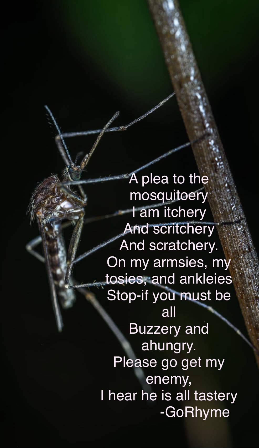 Poetry by Kelly Gray